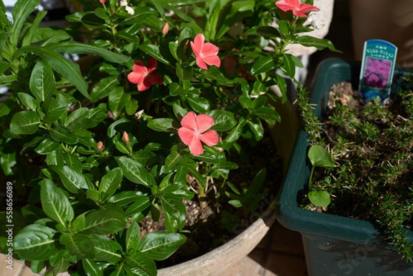 Obraz ピンク色の花