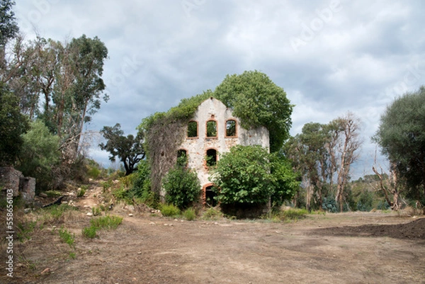 Obraz Nature takes over