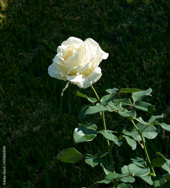 Obraz 白いバラの花