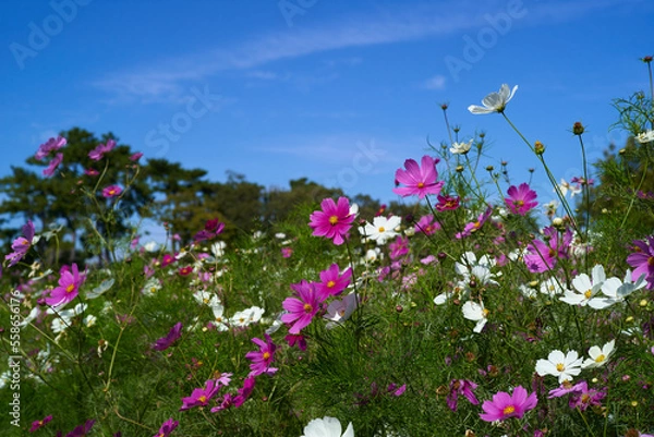Obraz 咲き誇るコスモスの花畑