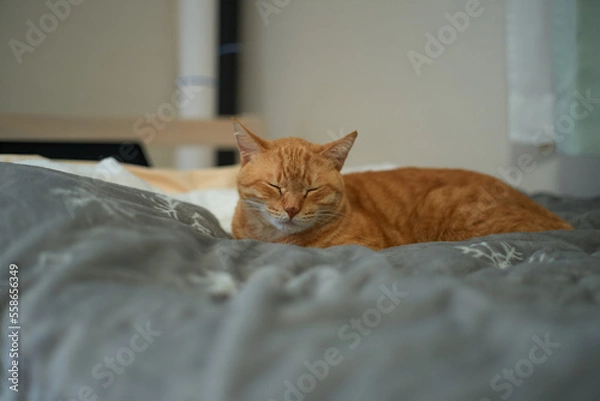 Obraz 毛布の上で眠る猫