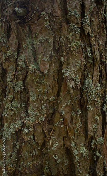Fototapeta Background of an old tree trunk in the forest. The bark of the tree is covered with moss and lichen. Close-up of the texture of the bark of a tree trunk in a foxhole. Concept background and wallpaper.