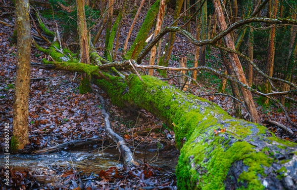 Obraz green moss on the tree