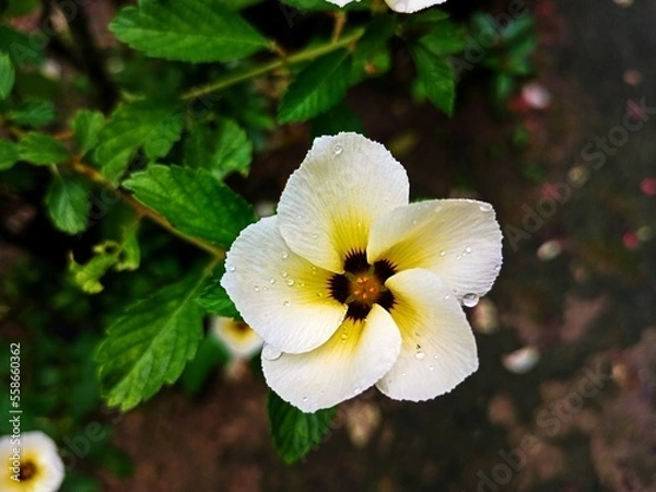 Obraz flowers in the park