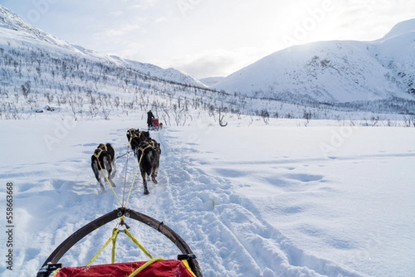 Fototapeta Hundeschlittenfahrt in Norwegen Tromso