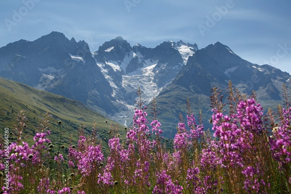 Obraz Épilobe en épi - plante couleur violette, rose au jardin alpin botanique du col du Lautaret en été face aux glaciers de la Meije. Le parc national des Écrins en France.
