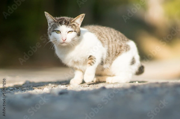 Fototapeta 京都の稲荷山にて、暖かい日差しを浴びてまどろむ子猫