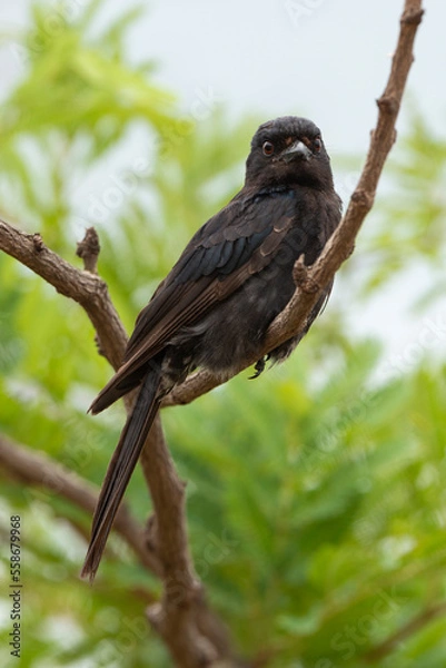 Fototapeta Drongo brillant,.Dicrurus adsimilis, Fork tailed Drongo