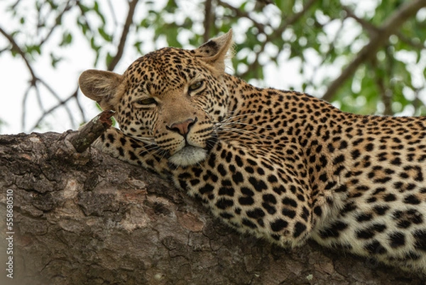 Fototapeta Léopard, Panthère, Panthera pardus, Afrique du Sud
