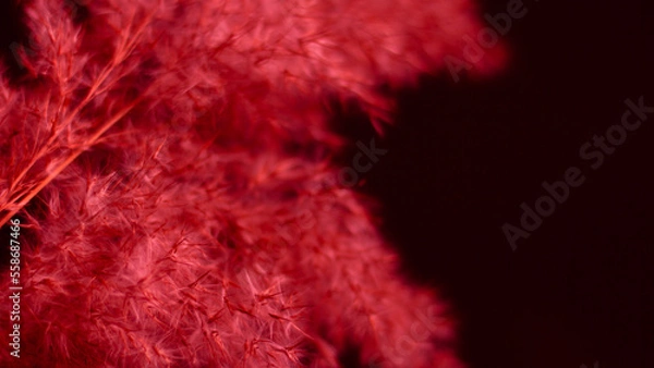 Fototapeta Red pampas grass on a black background. Bright, red, contrast, soft contrast. Black background, red grass. Light.