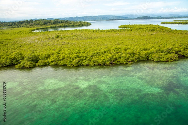 Obraz Karibischer Mangrovenwald 