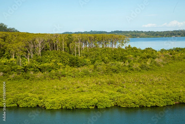 Obraz Teakbäume an der Küste Panamas
