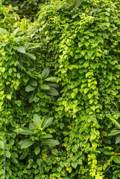 Obraz Dschungelwand in Panama