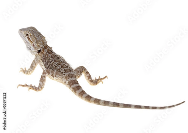 Fototapeta bearded dragon