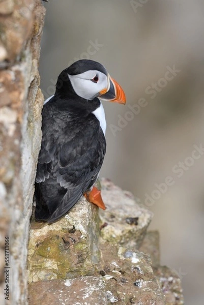 Fototapeta Puffin