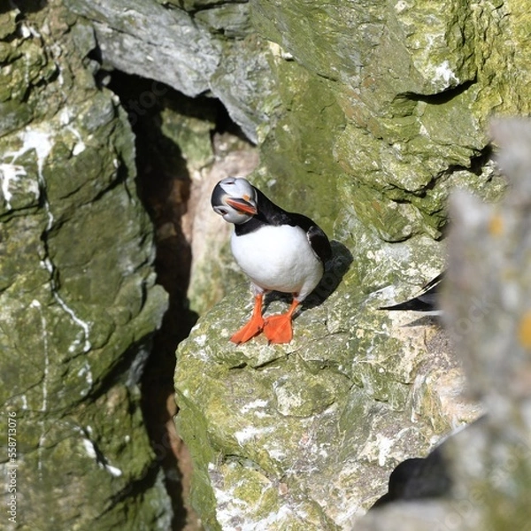 Fototapeta Puffin