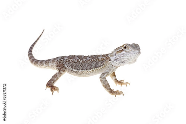 Fototapeta bearded dragon