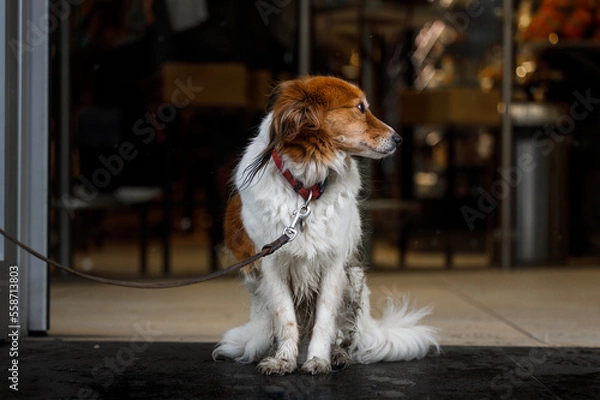 Obraz Cute puppy waiting for his owner outside a store 