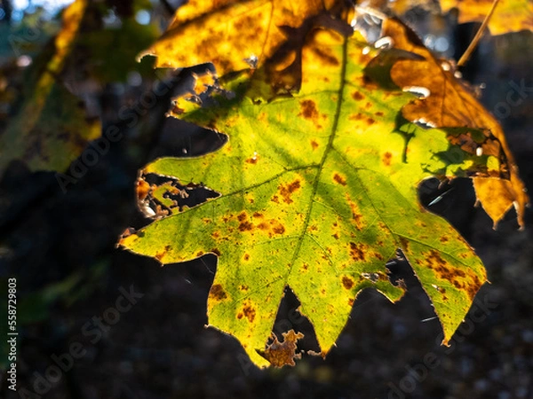 Obraz backlit autumn leaf