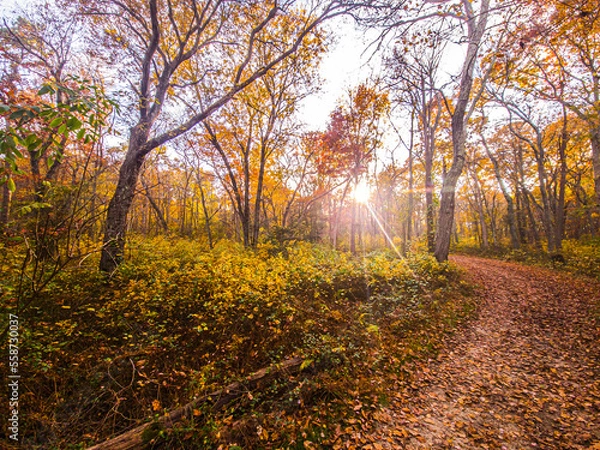 Obraz path in the forest sunset