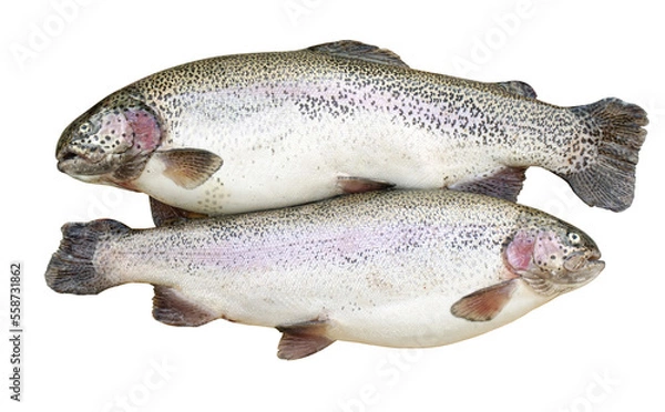 Obraz Two freshly caught trouts