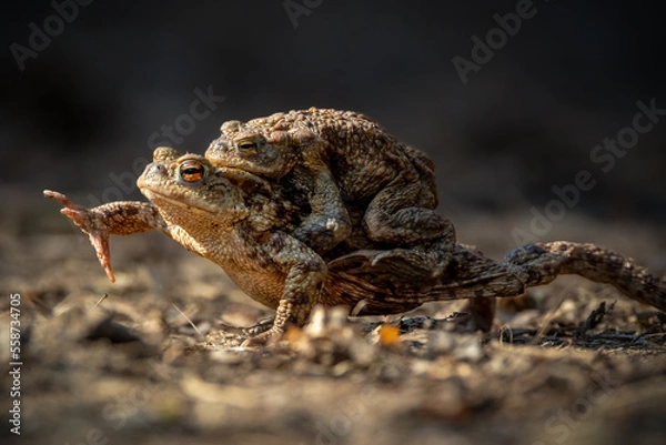 Fototapeta Female carrying a male toad during toad migration at a sunny day in spring.
