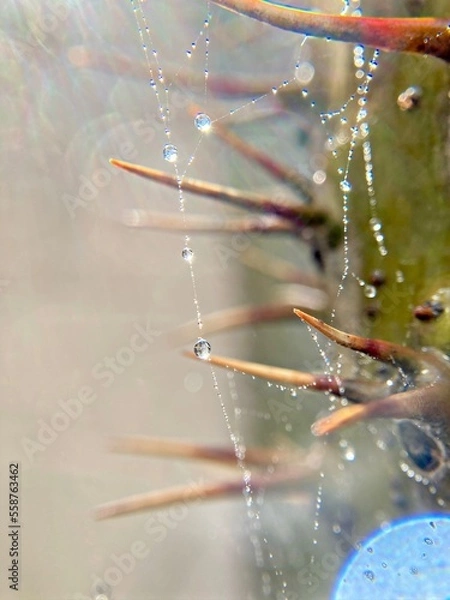 Obraz Telarañas con gotas