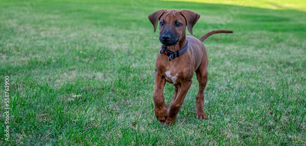 Fototapeta rhodesian ridgeback puppy on the grass