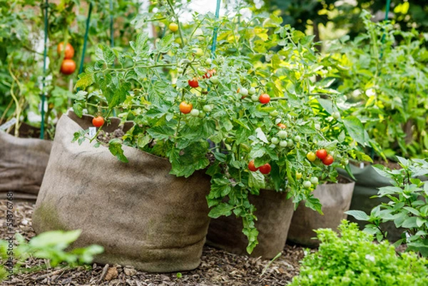Obraz Cherry tomatoes and other vegetables growing in a row of fabric grow bags in the summer in an organic home garden