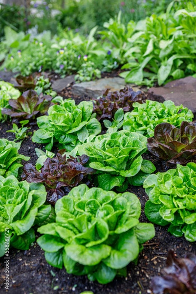 Obraz Heads of red and green butterhead lettuce in an organic home kitchen garden