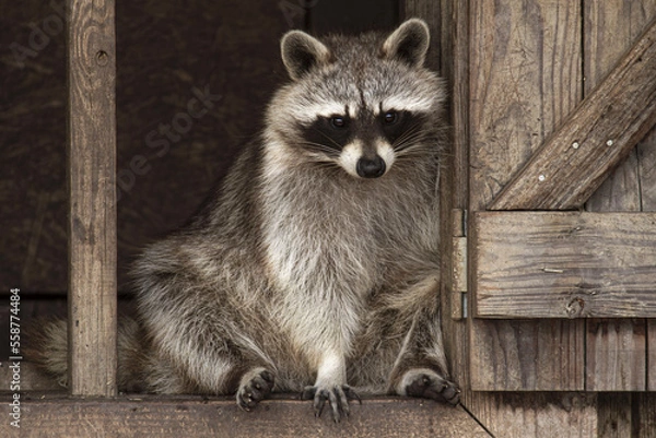 Fototapeta Raton laveur