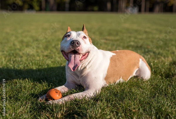 Obraz American Bulldog is Playing on the Ground.