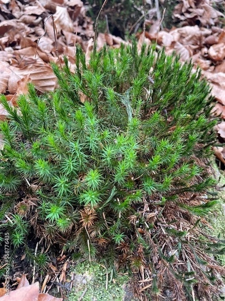 Fototapeta Nature shots