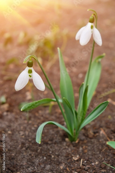 Obraz Snowdrop spring flowers. Delicate snow drop flower one of spring symbols telling us winter is leaving spring come. Fresh green white snowdrop growing in garden.