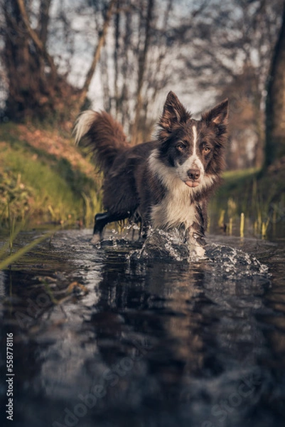 Obraz cane bordercollie