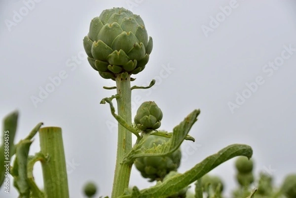 Fototapeta Artichichokes