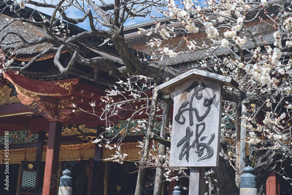 Obraz 快晴の空と枝垂れ梅の花の写真 福岡県の観光名所太宰府天満宮の飛梅