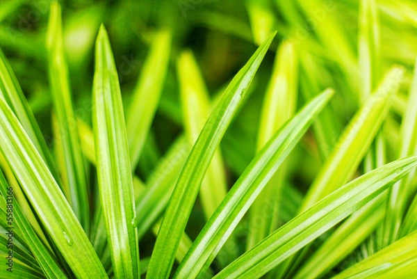 Fototapeta Light green grass texture blurred background closeup, water drops, grass blades soft focus macro, spring sunny morning nature, summer season wallpaper, tropical leaves pattern, abstract foliage design