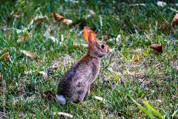Obraz Rabbit in a field surrounded by dead leaves