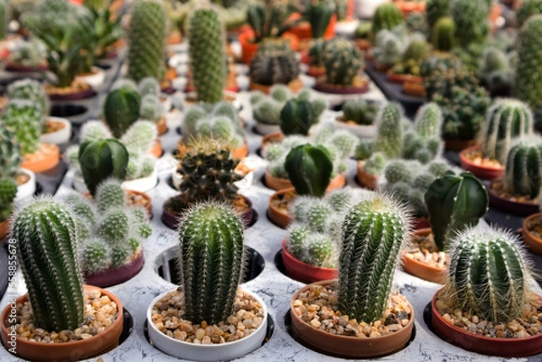 Fototapeta A close-up shot of a cactus plant in a pot in the clear front and blurred background.