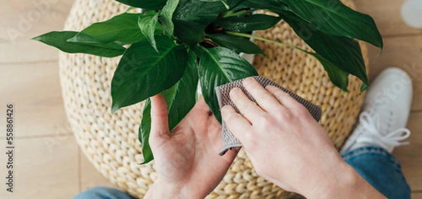 Obraz Banner with male hands wipe the dust off the leaves of spathiphyllum with a rag. Plant care. Top view