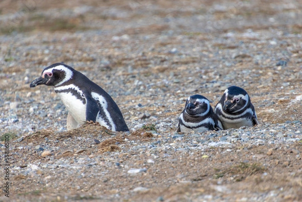 Obraz Magellanic Penguins Isla Magdalena, Patagonia, Chile