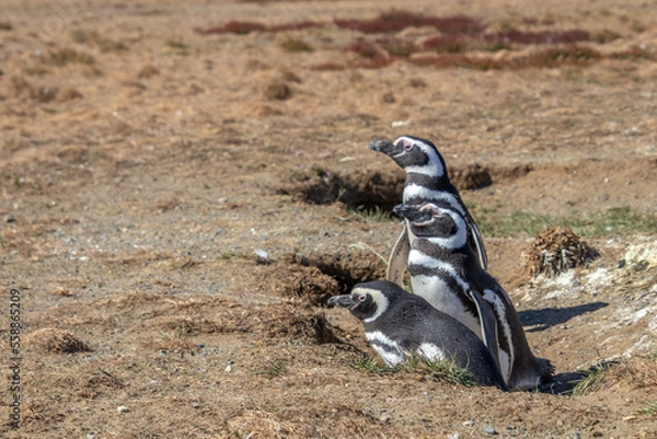 Obraz Magellanic Penguins Isla Magdalena, Patagonia, Chile Isla Magdalena, Patagonia, Chile