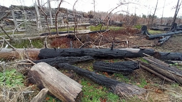 Obraz stump in the forest