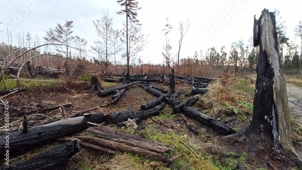 Obraz tree in the forest