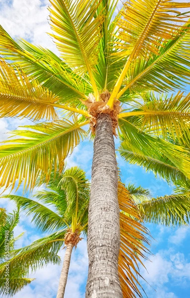 Fototapeta Coconut palm trees against the sky, bottom view, Yucatan Peninsula, Mexico.