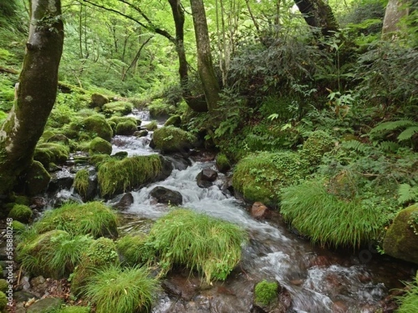 Fototapeta stream in the forest