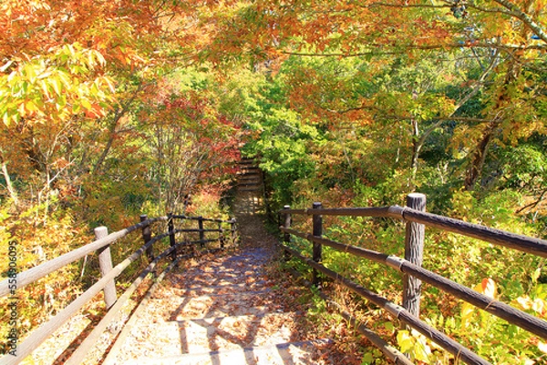 Obraz 山道の遊歩道の階段とオータムリーフ
