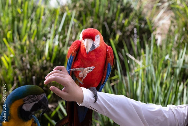 Obraz parrot on the palm