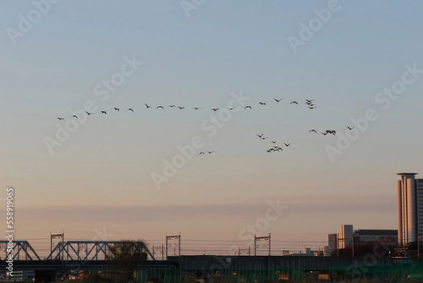 Fototapeta A flock of birds flying over the Tama River in the morning